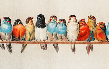 Illustration mit bunten Vögeln auf der Stange (Bild: Free CC0 Image/rawpixel.com)